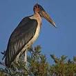 marabout savane