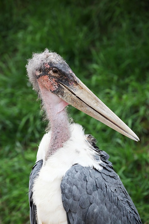 marabout oiseau symbolique